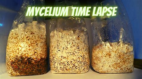 5 mm per day. . Mycelium growth day by day
